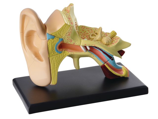 EDU-TOYS Anatomisk modell Öra 7,7 cm, st