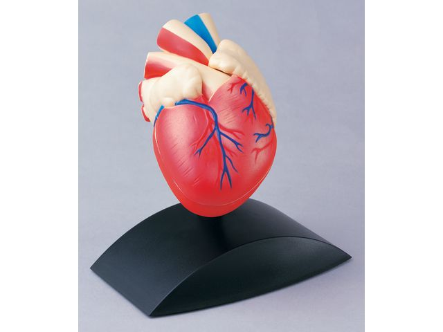 EDU-TOYS Anatomisk model Hjärta 1:1, st