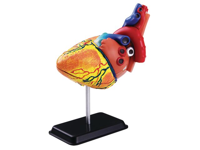 EDU-TOYS Anatomisk modell Hjärta 14 cm, st