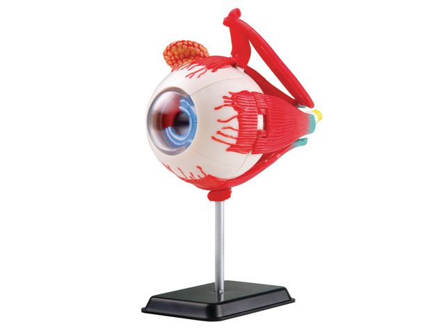 EDU-TOYS Anatomisk modell Öga 14 cm, st
