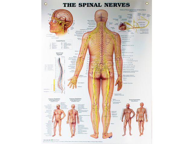 medema Plansch SPINALNERVER 50x65cm, st